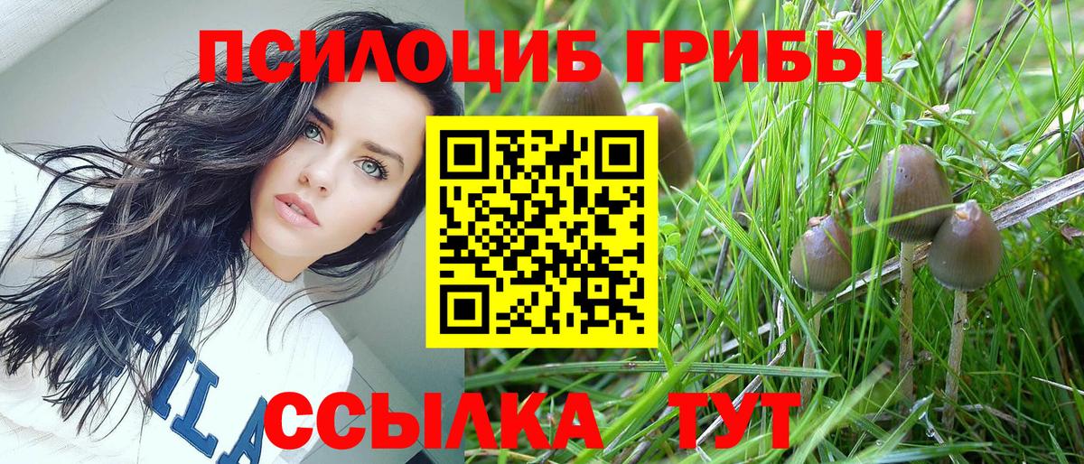 Псилоцибиновые грибы Cubensis Нижний Новгород